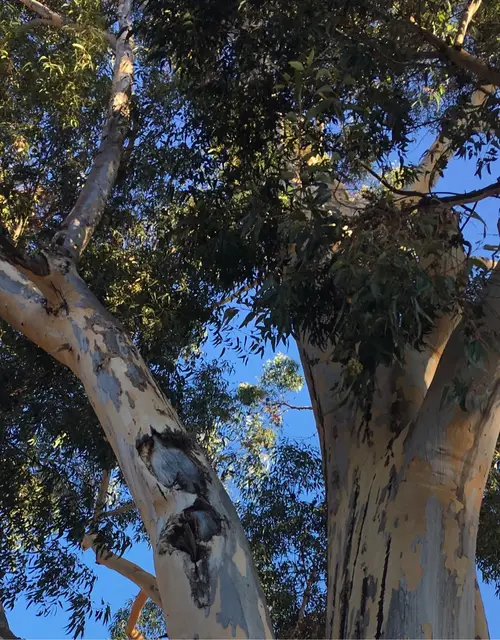Eucalyptus rouge