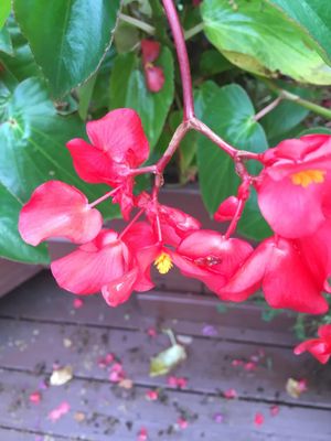 ベニバナベゴニア (ケア, 特徴, 花, 画像)