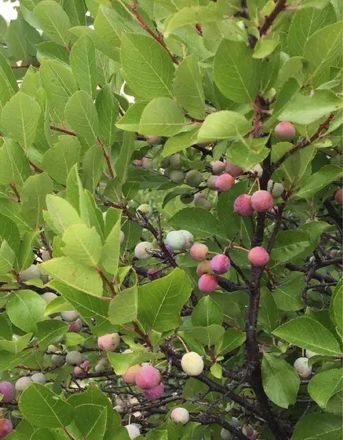 Prunus maritima