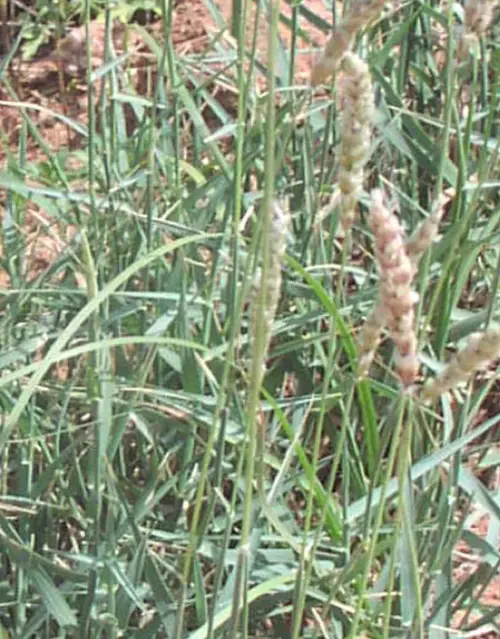 Tobosa grass