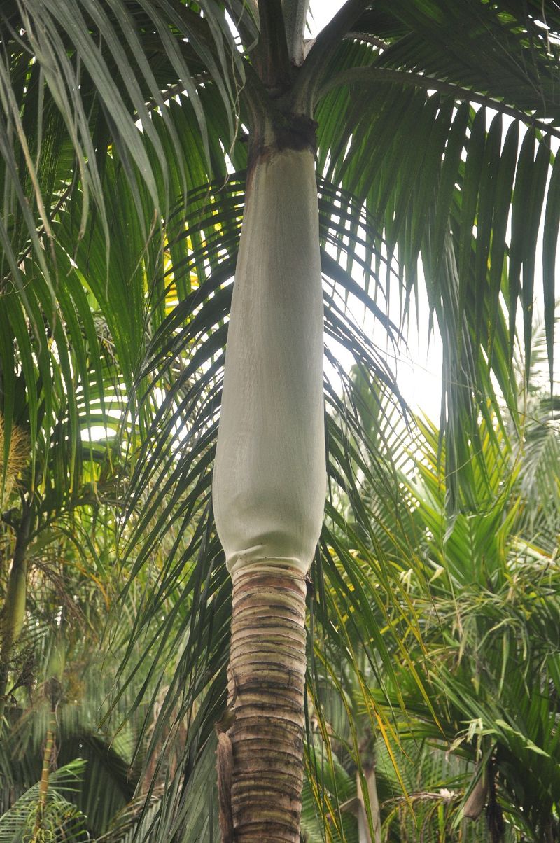 Explore the Benefits and Uses of Princess palm: An Essential Guide for ...