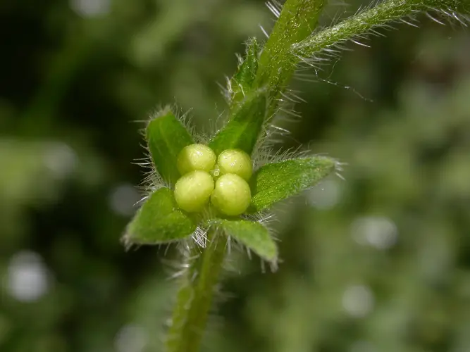 Bothriospermum chinense
