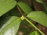 Phaleria octandra