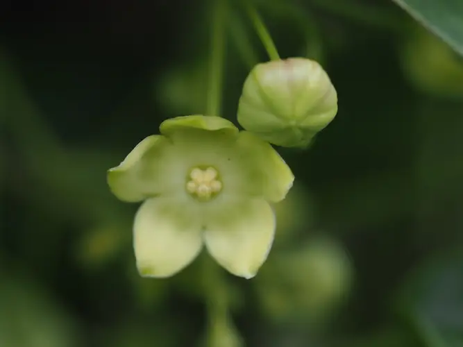 Merrillanthus hainanensis