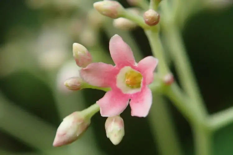 Pink-flowered urceola