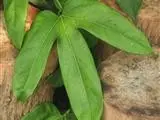 Kadam-seed plant