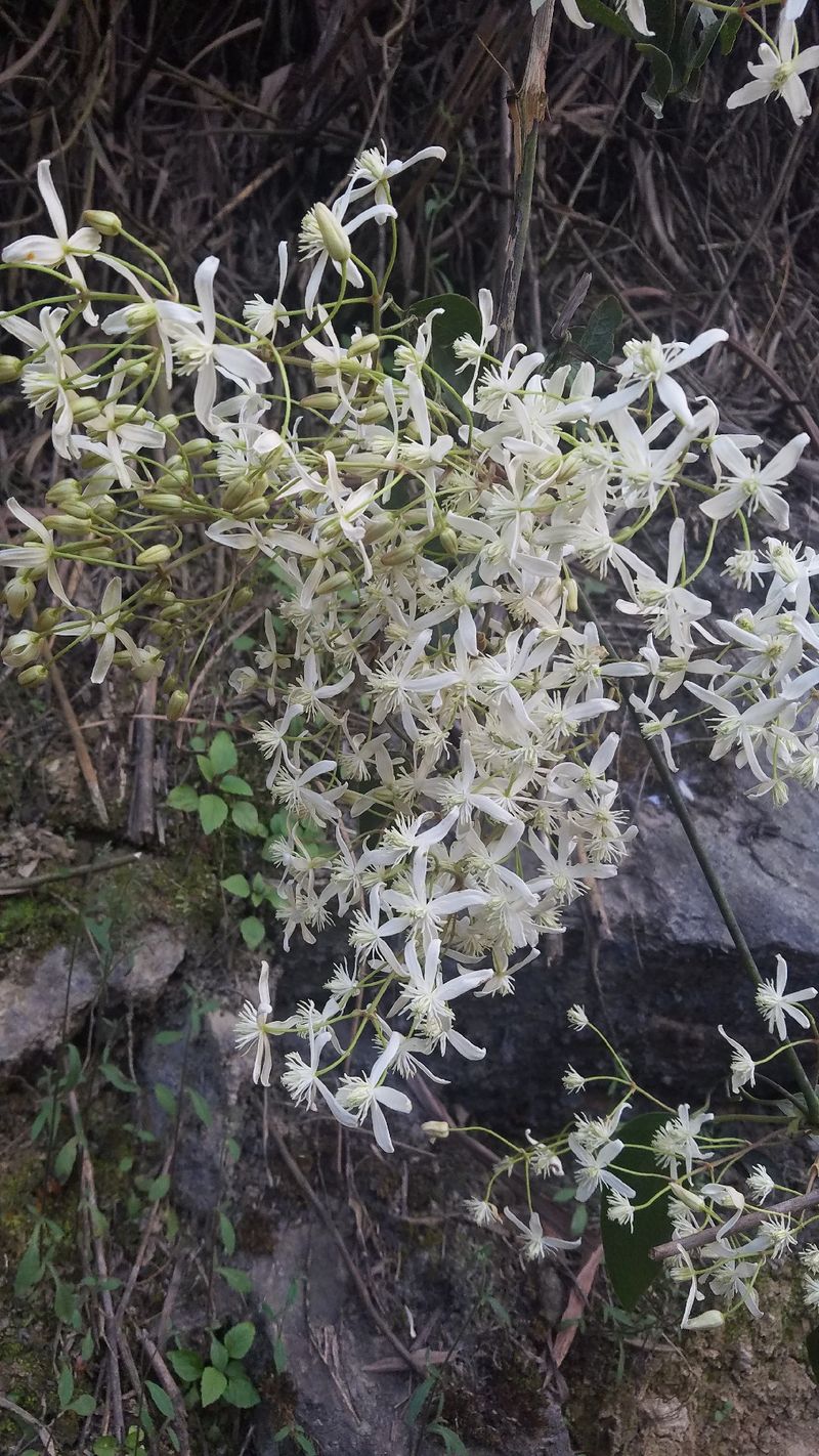 Is Armand clematis Poisonous