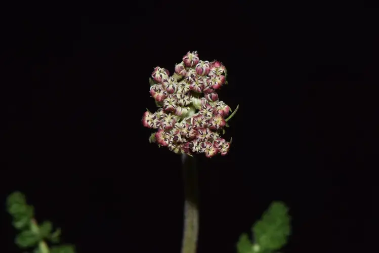 Semenovia millefolia