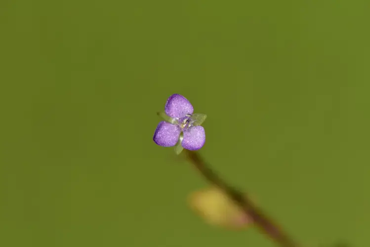 Murdannia nudiflora