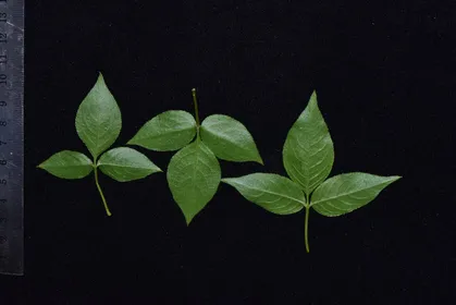 ミツバウツギ（三葉空木）の判定方法 (Staphylea bumalda)