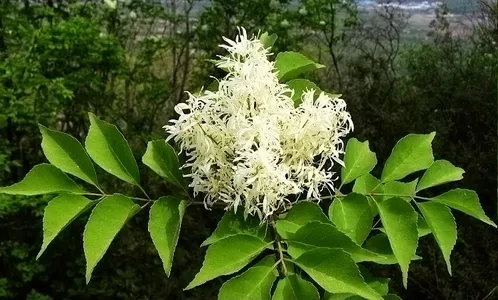 ミヤマアオダモ (Fraxinus bungeana) - PictureThis