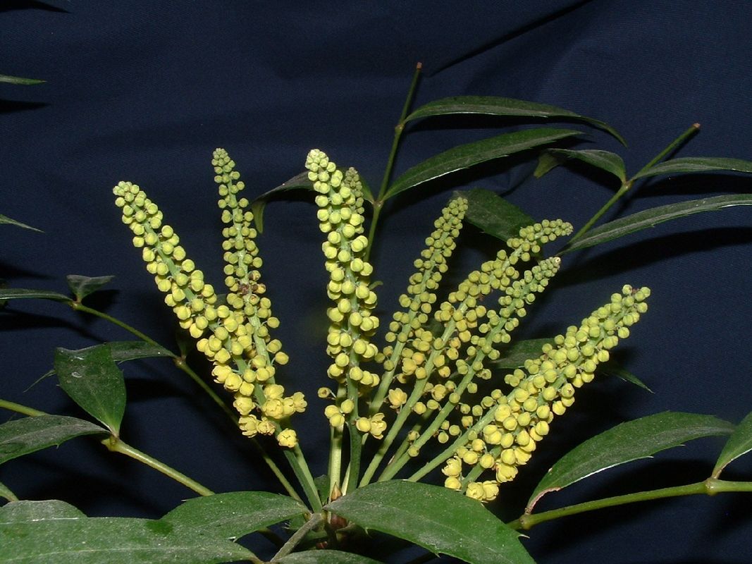 細葉十大功勞有毒嗎