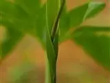 Pinellia pedatisecta