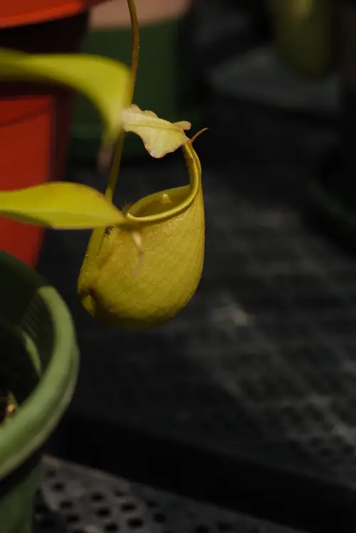 Fanged pitcher-plant