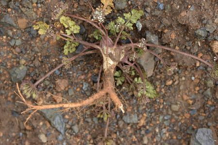 How to Grow and Care for Trachydium