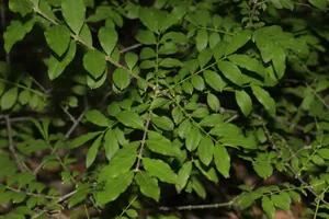 How to Prune Buckleya graebneriana