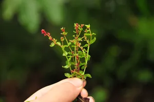 How to Prune Creeping raspwort