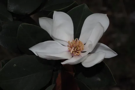 ハイドランジア マグノリア Burgundy Star Magnolia, Magnolia x 'JURmag4' PP #20,346, Monrovia