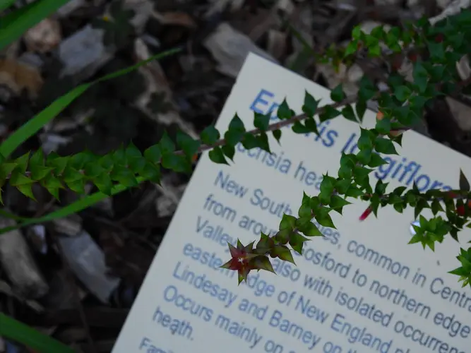 Fuchsia heath