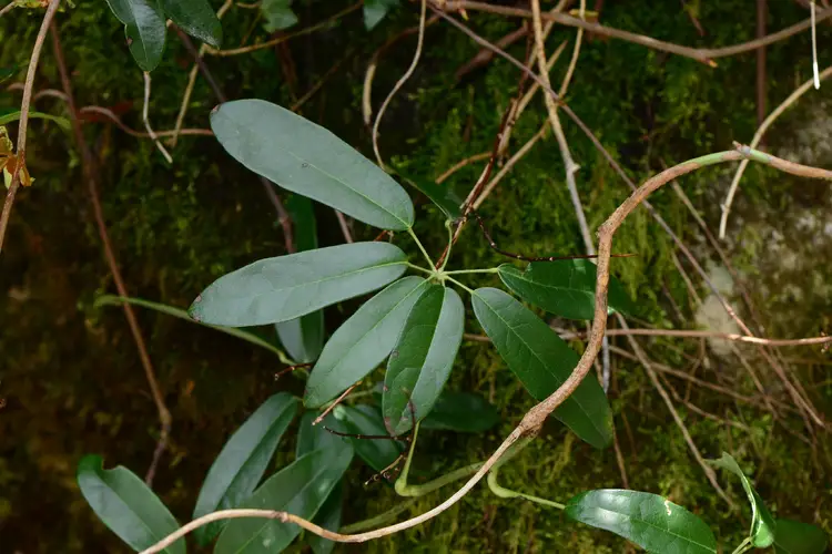 Stauntonia latifolia