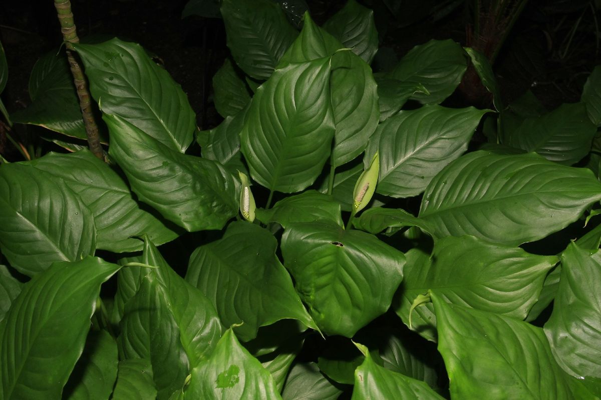 Is Chinese evergreen Poisonous