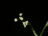 ミツバ （三つ葉） (Cryptotaenia japonica) - PictureThis