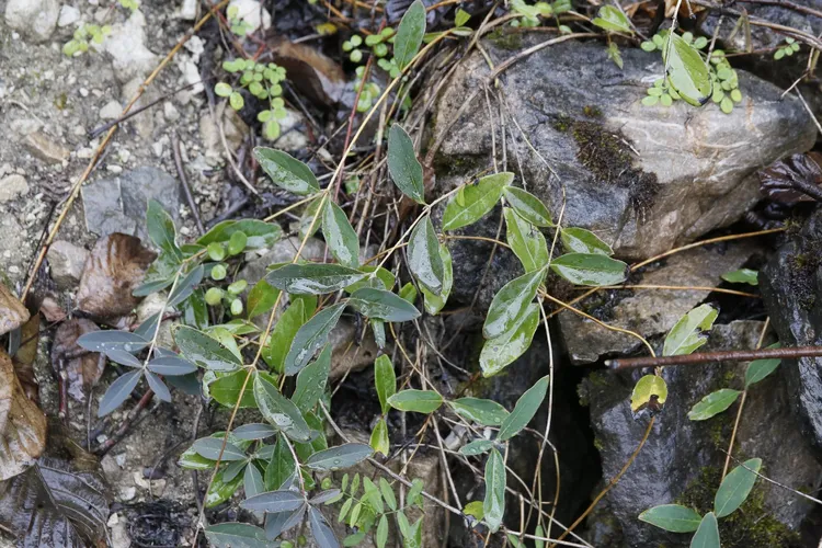 Chinese honeysuckle (Lonicera tragophylla) - PictureThis