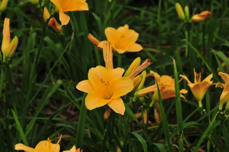 How to Plant and Grow Ditch lily(Hemerocallis fulva)
