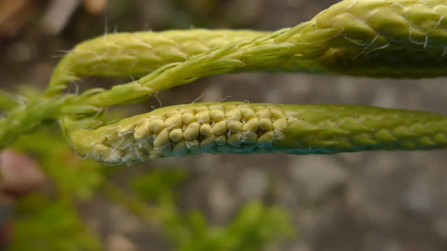 157073383622705157.jpeg?x-oss-