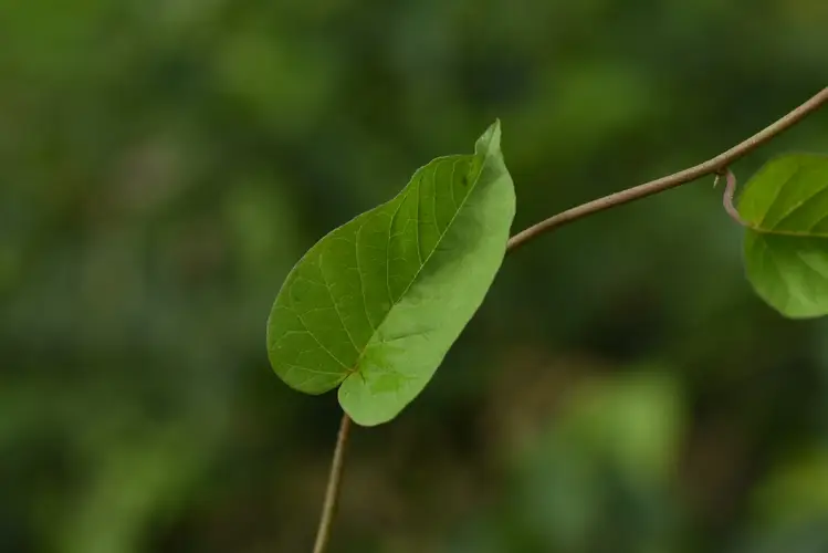 Jacquemontia paniculata