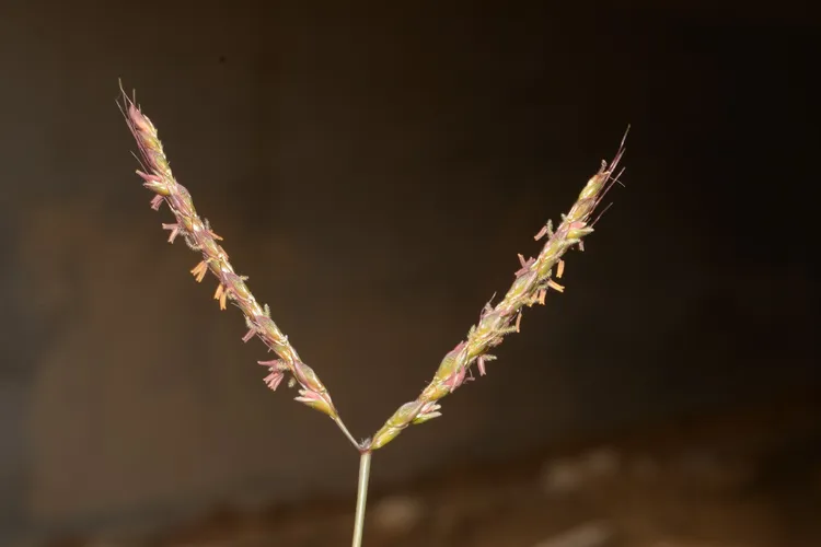 カモノハシ (Ischaemum aristatum) - PictureThis