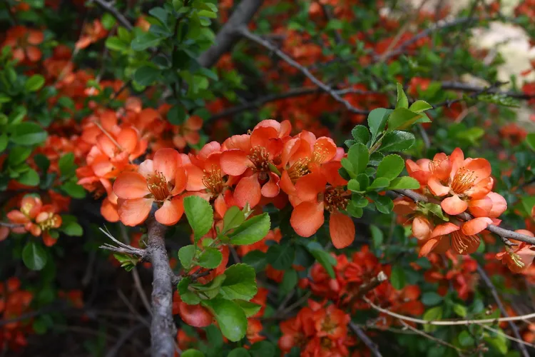 Japanese flowering quince - Chaenomeles japonica (Care
