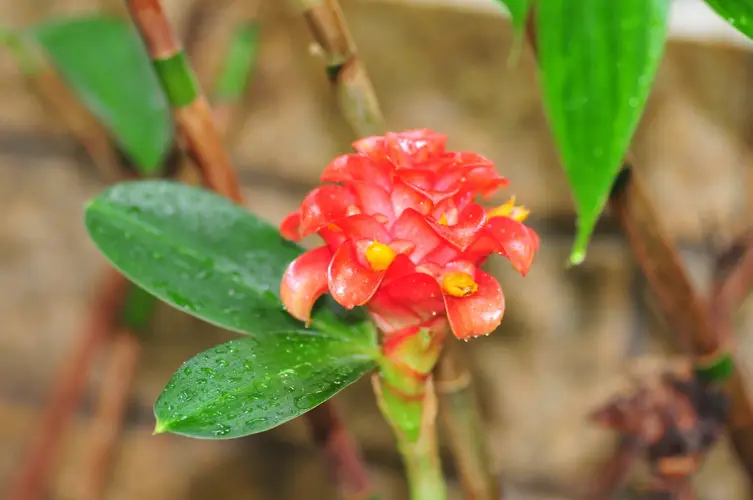 Torch-ginger