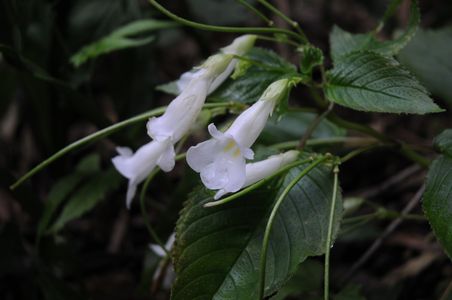How to Grow and Care for Chirita