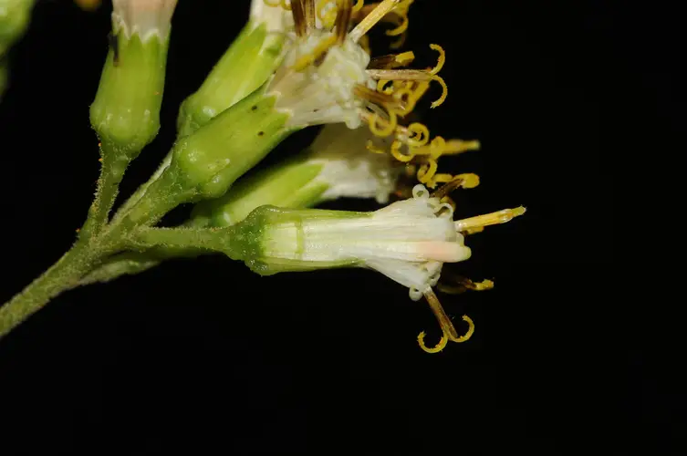 Cissampelopsis corifolia