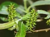 Salix fulvopubescens