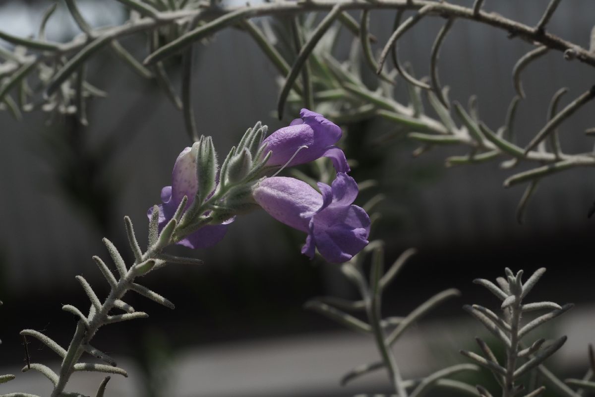 Discover the Symbolism and Beauty of the Emu Bush Flower