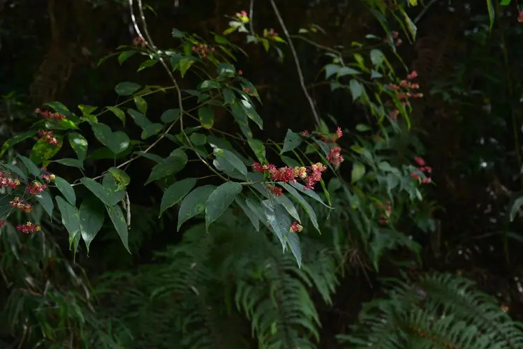 Clerodendrum canescens