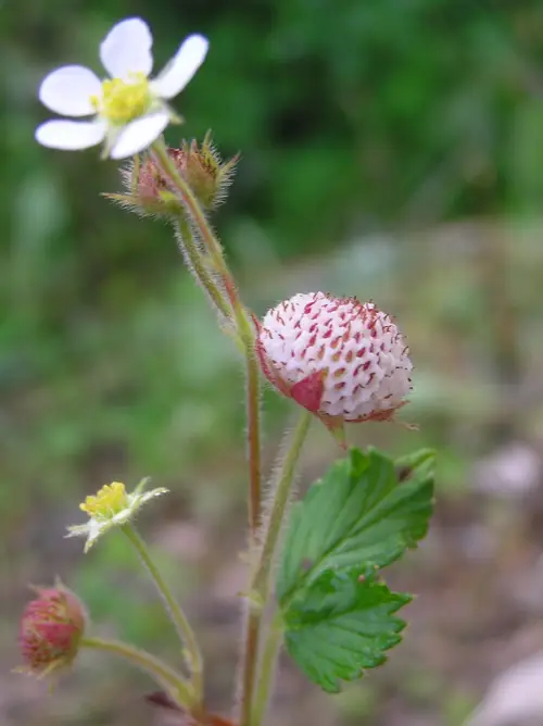 Nilgiri strawberry (Fragaria nilgerrensis) Flower, Leaf, Care, Uses