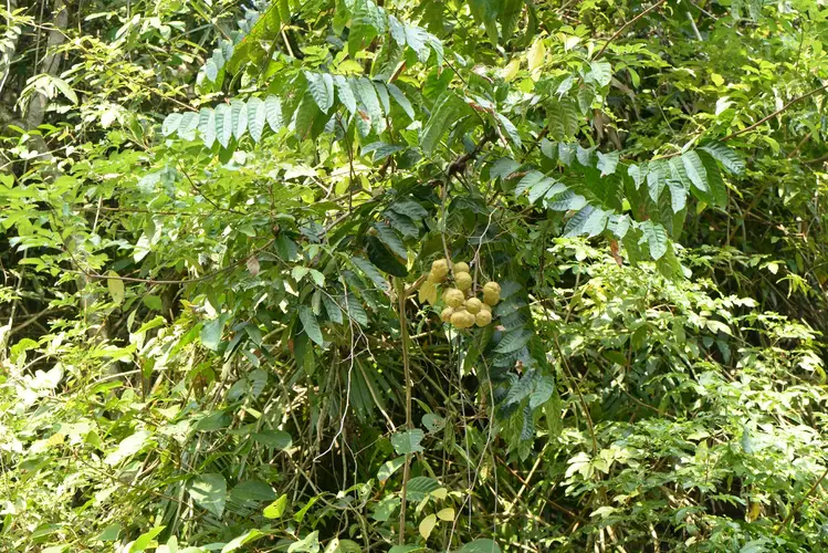 Chisocheton cumingianus subsp. balansae