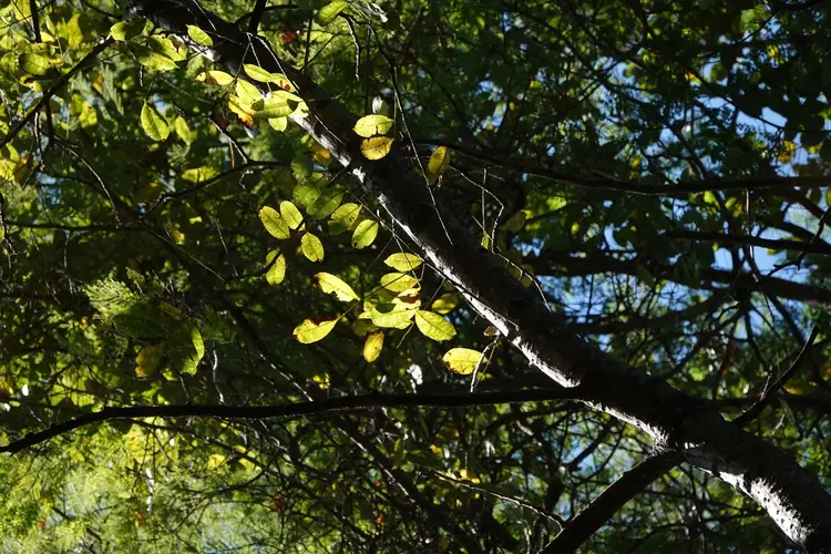 Mango-pflaumenbaum