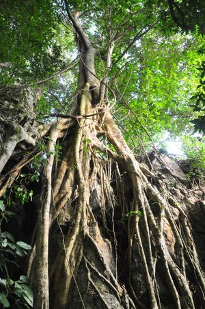 Subulate Ficus How to Grow and Care for Ficus subulata