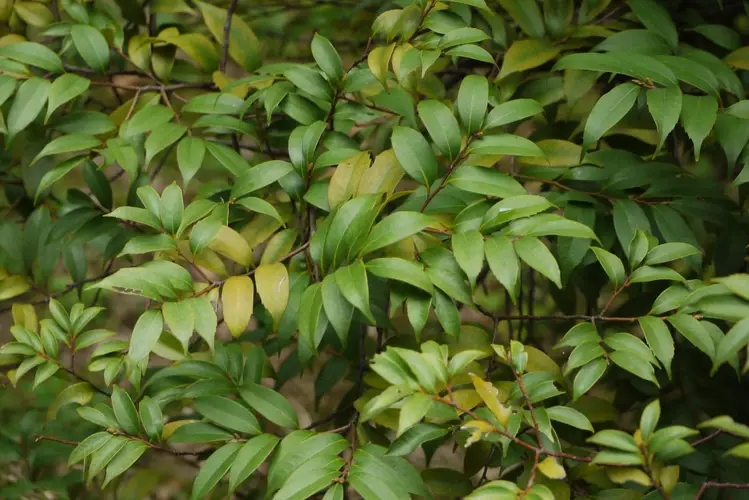 Lithocarpus uraianus