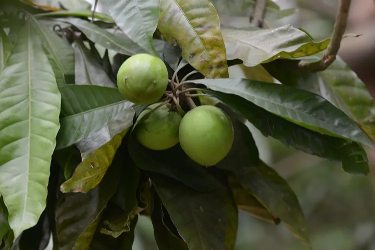 カニステル (Pouteria campechiana) - PictureThis