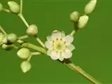 Sladenia celastrifolia