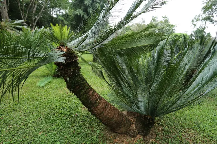 Panzhihua sago palm