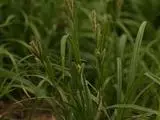 Carex planiculmis