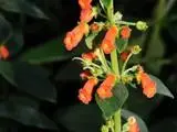 Kohleria spicata