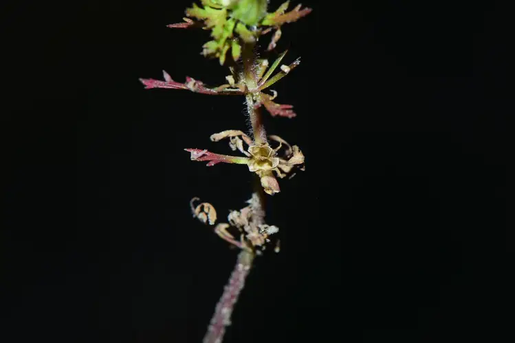 Limnophila sessiliflora