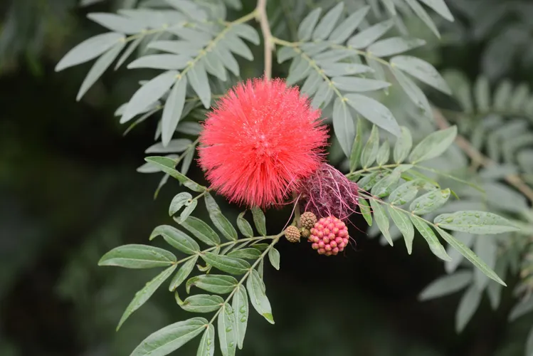 カリアンドラ　オオベニゴウカン（大紅合歓）ピンク　花木　植物 赤花のネムノキのようなオオベニゴウカン（大紅合歓） | 優しい雨